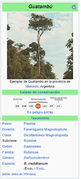 Guatambú - Balfourodendron riedelianum
